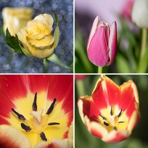 Blumen und Blüten