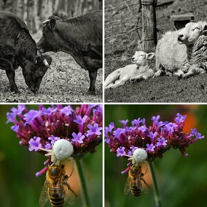 Tiere II