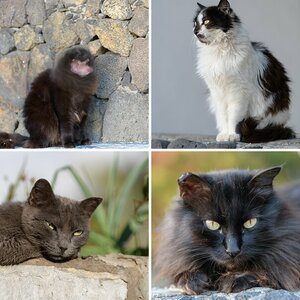 Katzen La Palma III