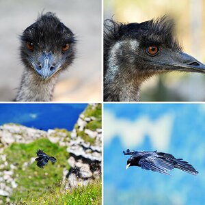 Vögel