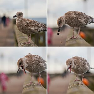Wildlife