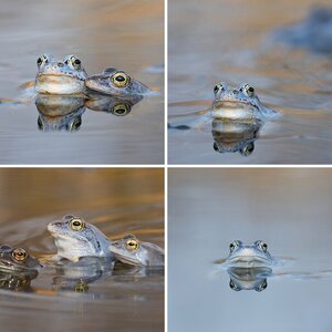 Froschkonzert
