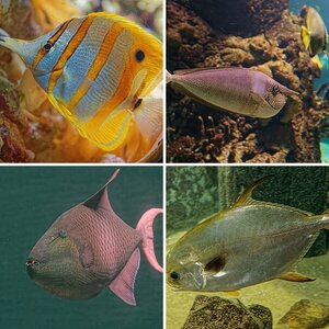 Fische