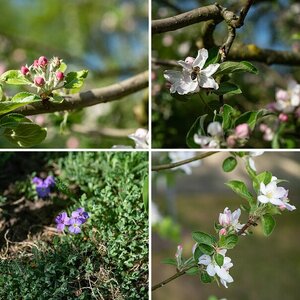 Blüten 2018