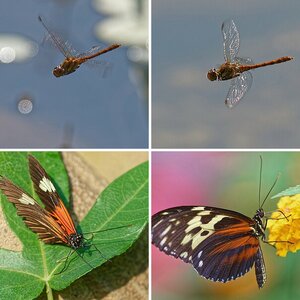 Insekten