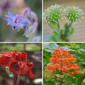 Blüten etc.