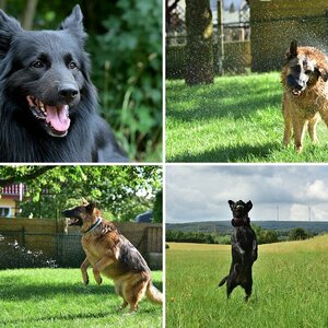 Hunde