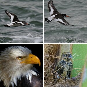Vögel 1
