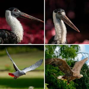 Tiere im Zoo / Tierpark