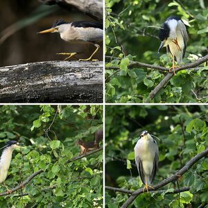 Vögel 5