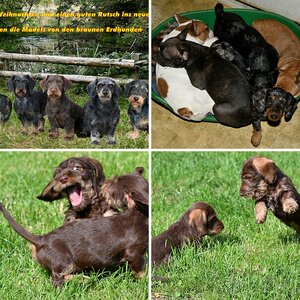 Hunde 2019