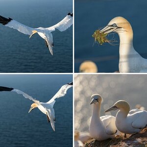 Esgarorth Bilder 28 Helgoland