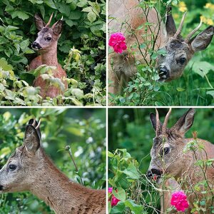 Naturfotografie
