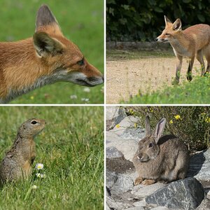 Andere Tiere als Vögel
