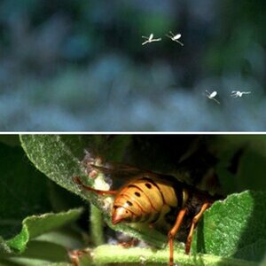 Insekten