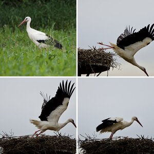 Storchennest