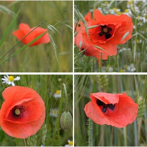 Die Mohnblüte 2019