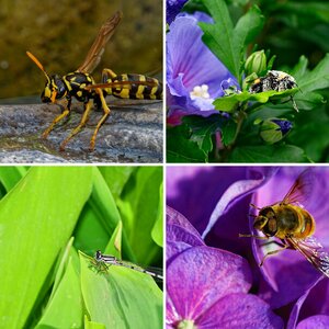 Insekten