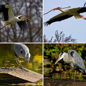 Wildlife
