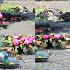15 Minuten mit dem 150-600 Vögel im Garten beobachtet - vom Gartenstuhl aus