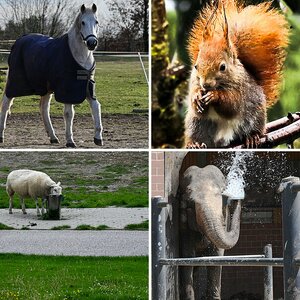 Pferde und andere Tiere