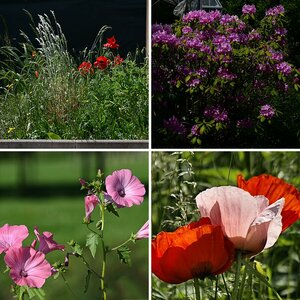 Pflanzen, Blüten und Bäume