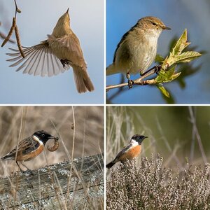 Vogelalbum XIII (2019)