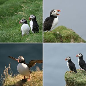 Papageientaucher auf den Faröer Inseln