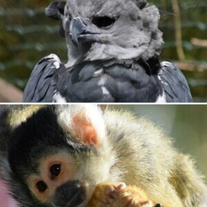 Zootiere