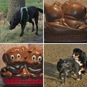 Hunde 03