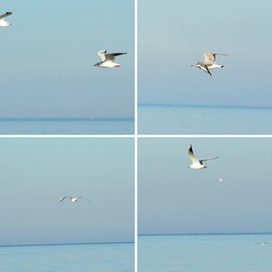 Möwen der Ostsee