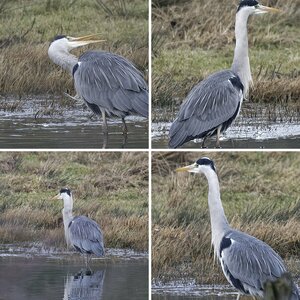 Natur 1.2 Schreitvögel