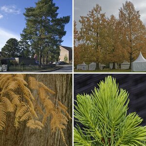 Natur 3.1 Nadelbäume