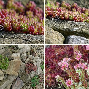 Natur 3.2: Sukkulenten