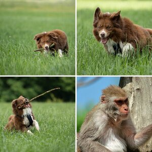 Tiere