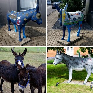 Wesel und seine Esel