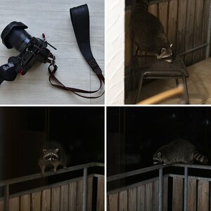 Waschbär