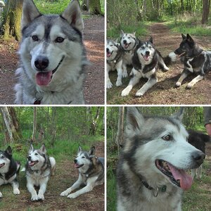 Hunde 04