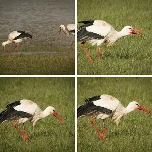 Uli's Album