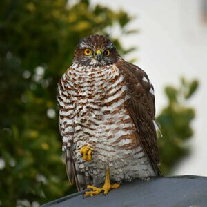 Wildvögel