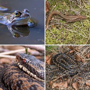 Frösche // Kröten // Eidechsen // Schlangen // alle Amphibien