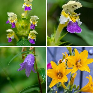 Blüten