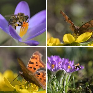 Irix 150/2,8 Macro