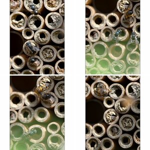 Wildbienen