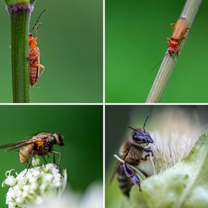 Macro