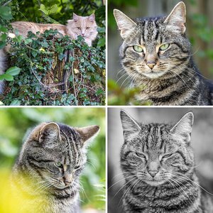 Katzen