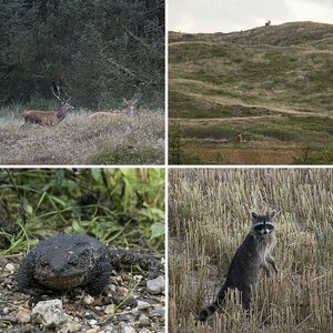 Wildlife