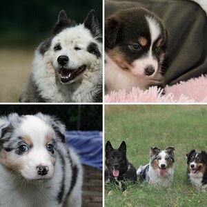Hunde 05