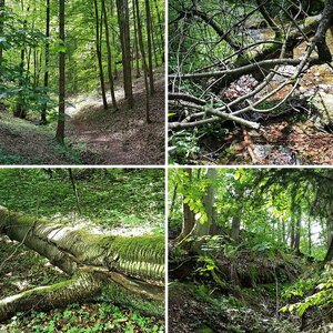 Wald