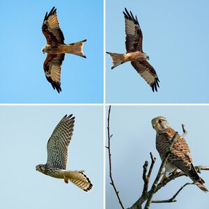 Vogelalbum XIV 2020